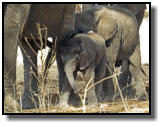 When the little one wants to drink from mother’s teats, the trunk is in the way