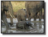 Bathing is great fun for elephants