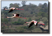 Flamingos on flight