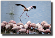 A flamingo running on water before starting