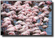There are great numbers of Flamingos on the salt lakes