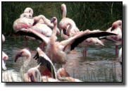 Flamingos on the Momella lakes