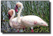Flamingos have a very special bill to filter food out of the water