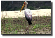 A Yellow-Billed Stork