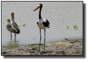Another big stork is the Saddle-Billed Stork