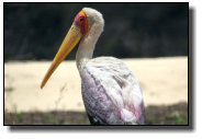 The Yellow-Billed Stork grows up to 105cm