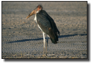 The Marabou Stork measures up to 155cm