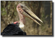 The Marabou is not the most beautiful stork