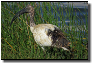 The African Sacred Ibis has a bill pointing down