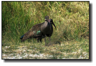 The Hadada-Ibis has a dark plumage