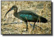 A Hadada-Ibis with its metallic shiny plumage