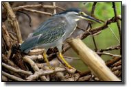 The Little Bittern is a small heron