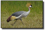 The Crowned Crane is a beautiful bird and grows up to 95cm
