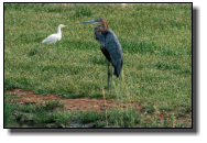 The Goliath Heron (Giant Heron) is the biggest heron, measuring up to 150cm