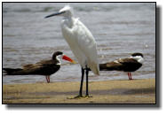 The Little Egret has brass-coloured feet
