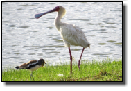 The African Spoonbill grows up to 95cm