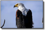 With a wing span of more than 2m, it is a quite big one