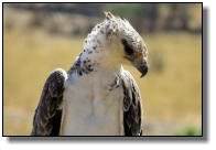The African Crowned Eagle is also a big one with a wing span of more than 2m