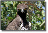 The Martial Eagle takes even small antelopes and goats as prey
