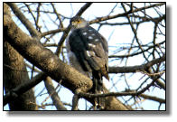 One of the smallest birds of prey is the Little Sparrowhawk with a body of 30cm and a wing span of 50cm only