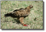 The body of the Tawny Eagle measures 70cm, and the wing span 1.80m