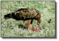 Here a Tawny Eagle got hold of the afterbirth of a gnu (wildebeest)
