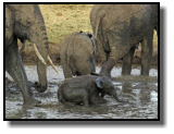 Baden ist für Elefanten ein riesiger Spaß