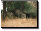 Eine Elefantenmutter steht mit ihrem Nachwuchs vor der Tarangire Safari Lodge