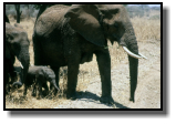 Neu geborene Elefanten müssen mit ihrem Rüssel die Koordinierung üben