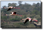 Anfliegende Flamingos