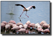 Startender Flamingo nimmt Anlauf