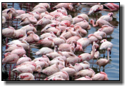 Dicht gedrängt stehen Flamingos auf den Salzseen