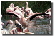 Flamingos auf den Momella-Seen