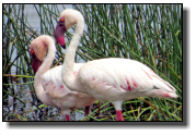 Flamingos mit ihrer speziellen Schnabelform zur Nahrungssuche