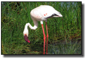 Der Zwergflamingo wird bis 95cm groß