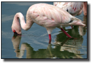 Ein Flamingo sucht Nahrung mit dem Schnabel