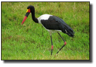 Bis zu 150cm groß: Der Sattelstorch