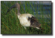 Ein Ibis mit dem typisch nach unten gebogenen Schnabel