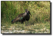Der Hadada-Ibis oder Hagedasch mit metallischem Glanz