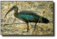 Der Hagedasch mit dem Ibis-Schnabel