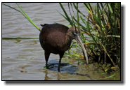 Auch ein Ibis: Der Braune Sichler