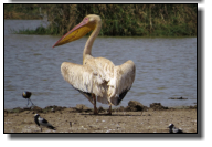 Mit bis zu 180cm sind Pelikane mit die größten flugfähigen Vögel