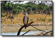 Hier sitzt ein Kronenadler am Ufer des Ruaha-Flusses